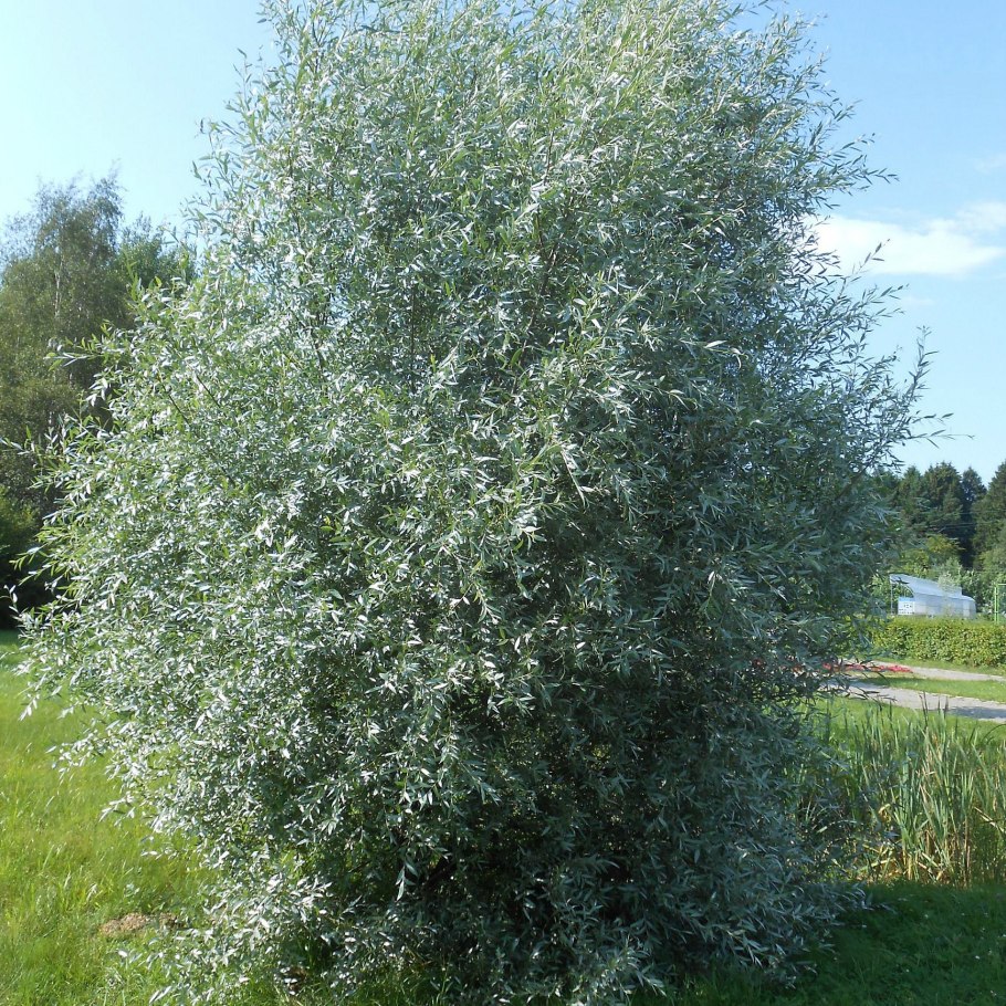 Ива белая, серебристая, ветла (Salix Alba)