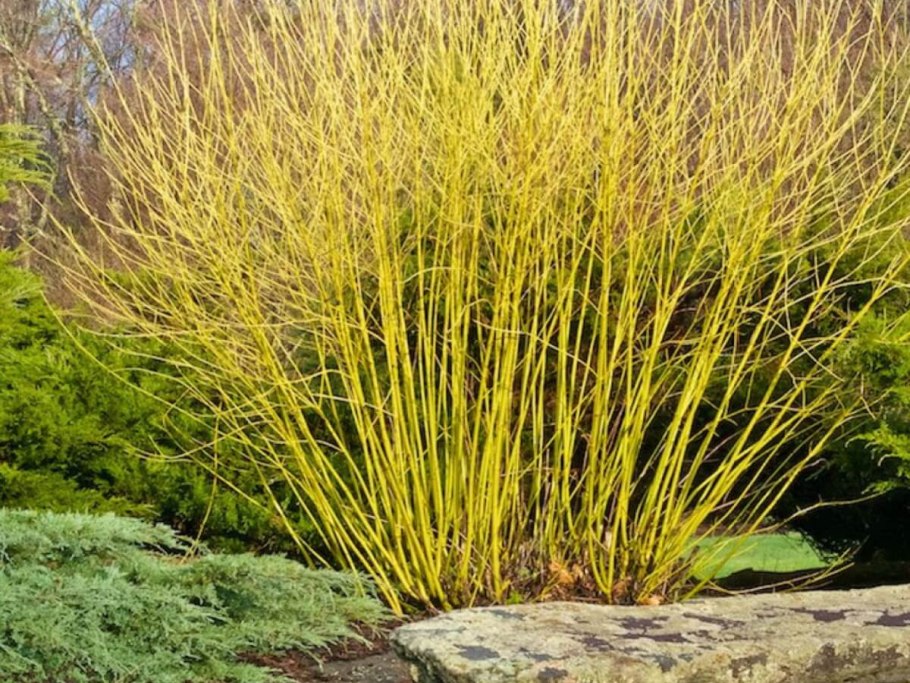 Ива белая (Salix Alba)