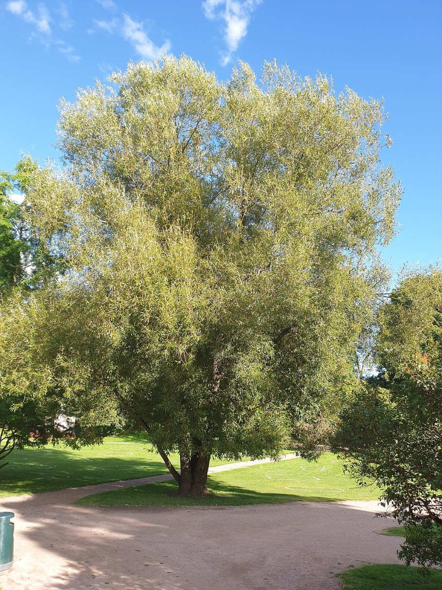 Ива белая, серебристая, ветла (Salix Alba)