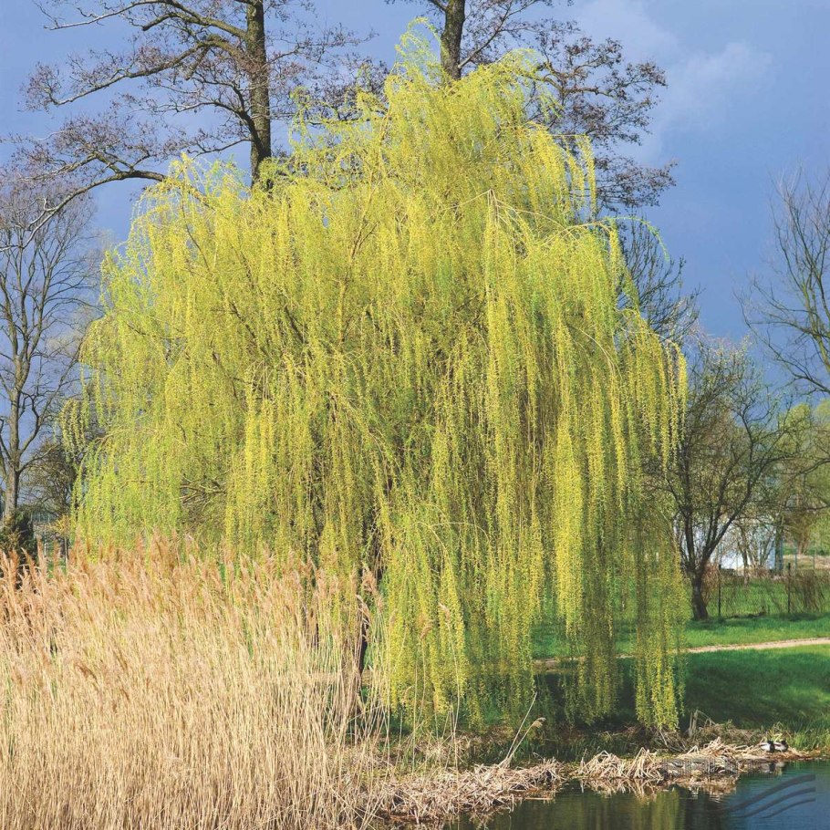 Salix Alba Ива плакучая