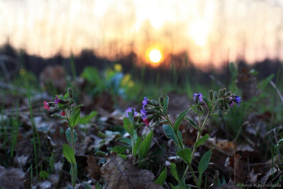 Цветок Медуница семена