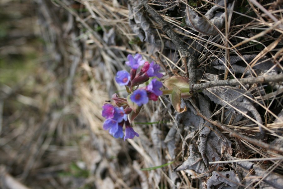 Медуница бутоны