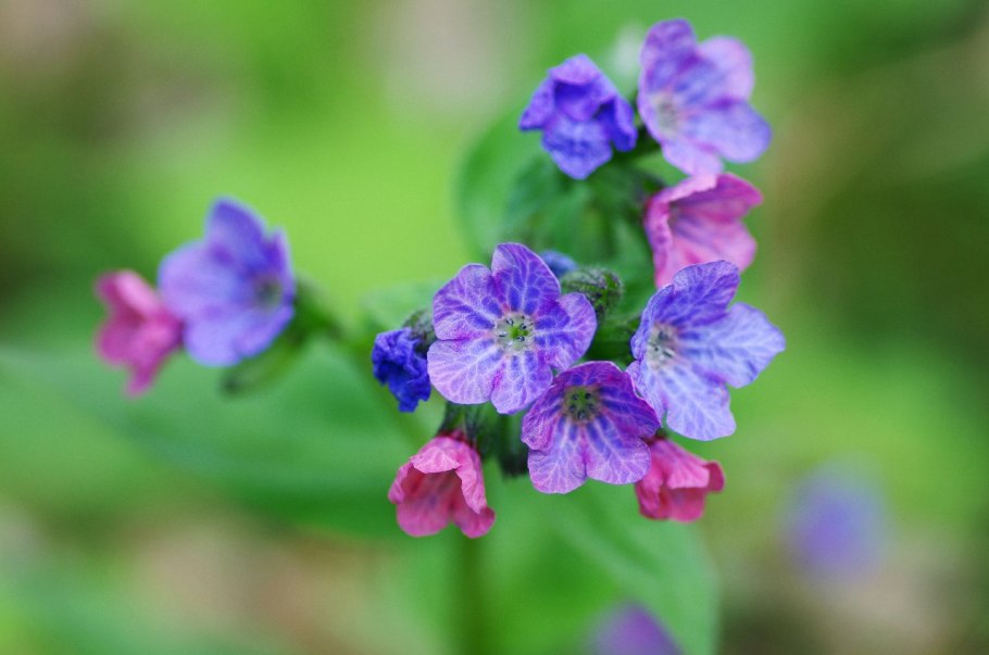 Цветок Медуница в Сибири