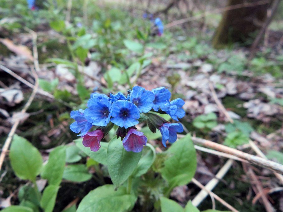 Растение леса Медуница