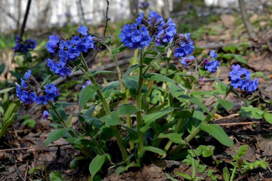 Медуница Лесная цветок