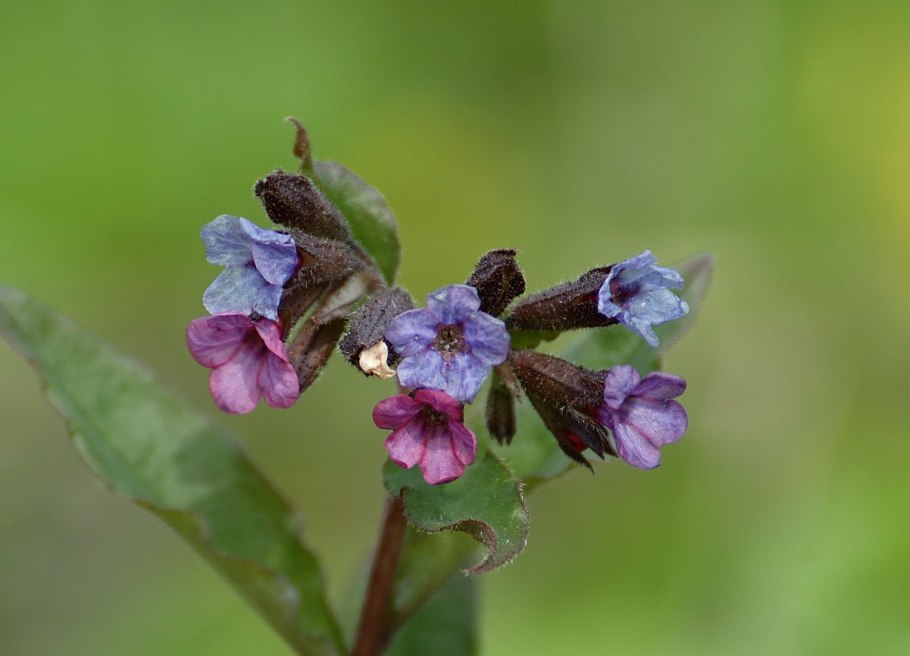 Медуница Болотная