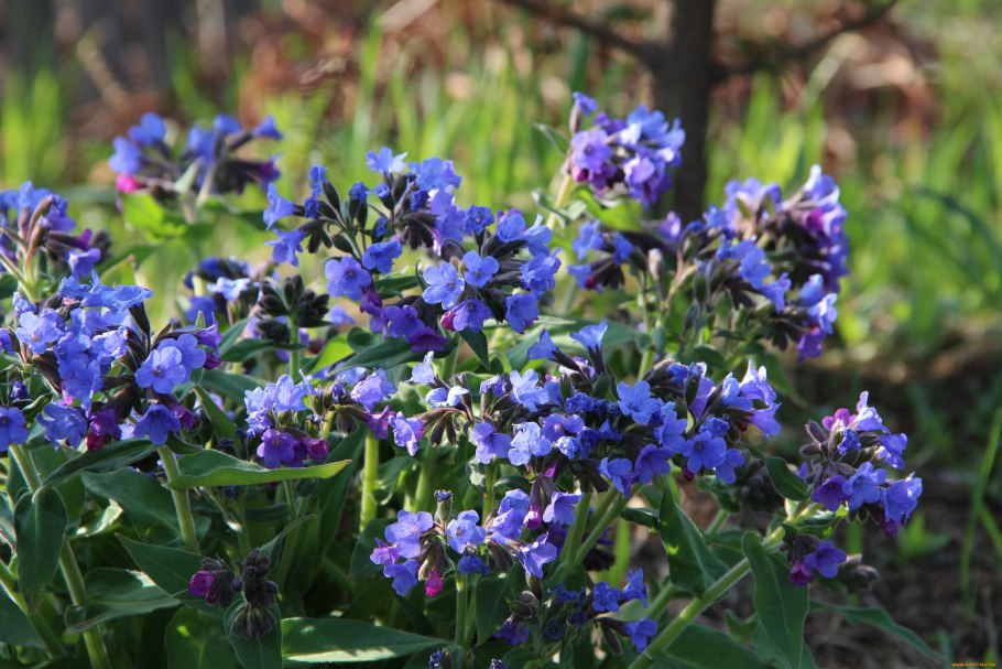 Медуница Лесная