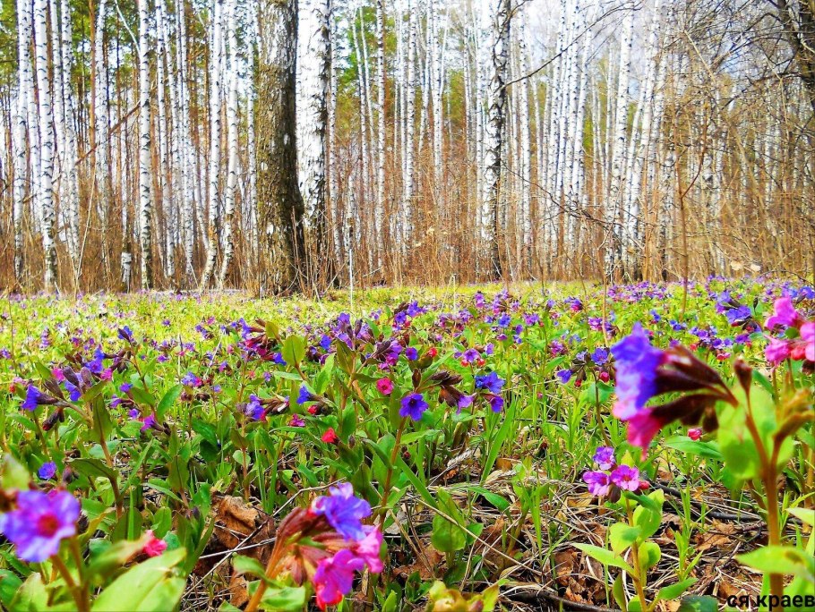 Медуница неясная синяя