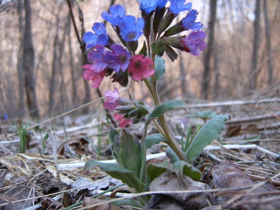 Pulmonaria 'Opal' lakacis