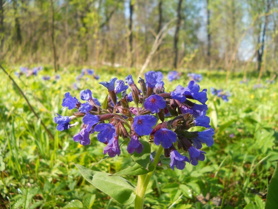 Медуница в лесу