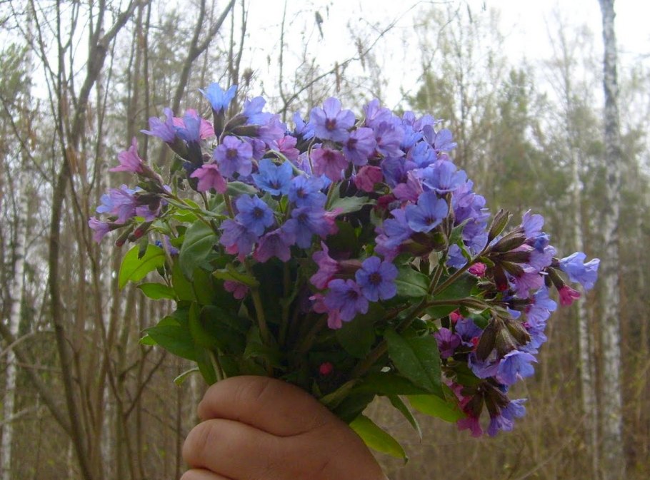Pulmonaria longifolia Diana Clare