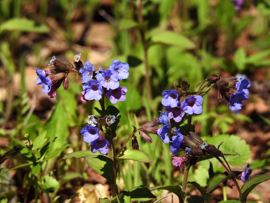 Сибирские цветы Медуница