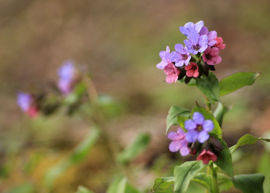 Медуница цветок