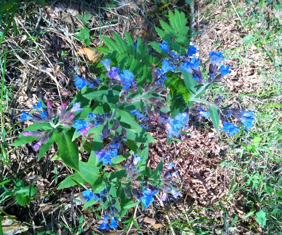 Медуница Лесная