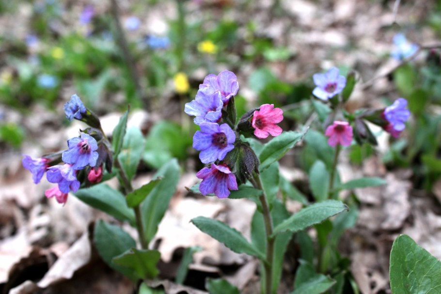 Медуница Пульмонария