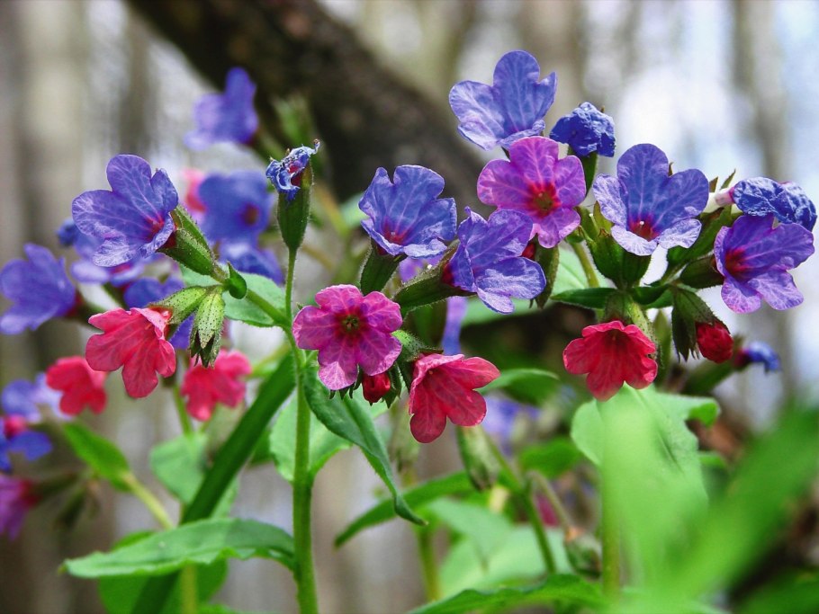 Медуница неясная (Pulmonaria Obscura Dumort