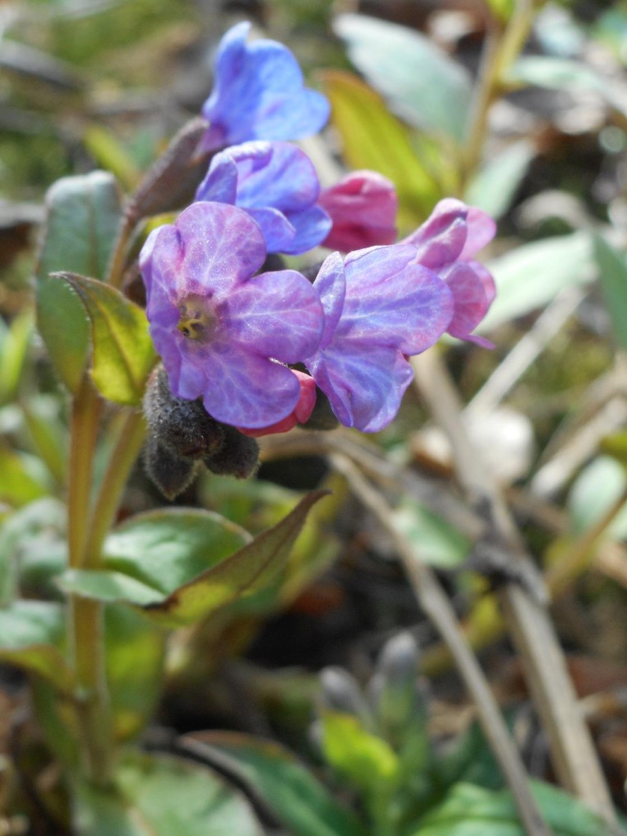 Медуница Сибирская