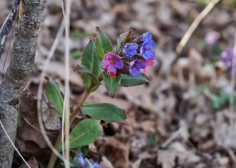 Первоцветы Урала Медуница