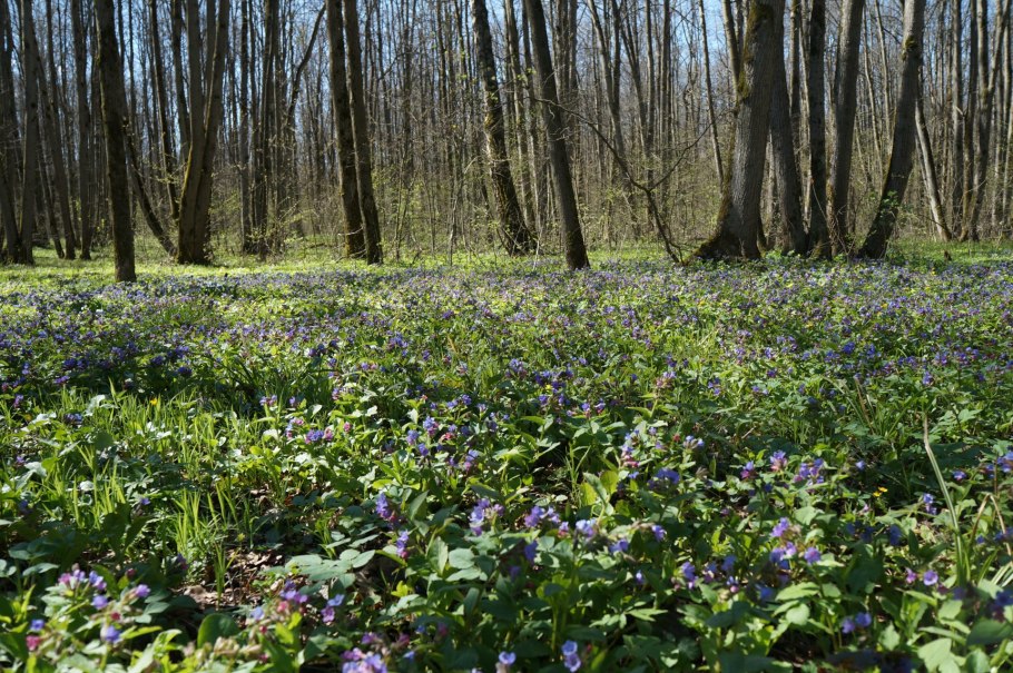 Медуница сорняк
