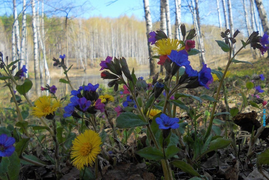 Pulmonaria longifolia