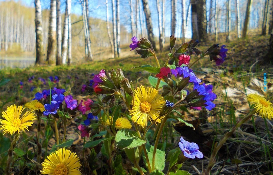 Медуница Кавказская