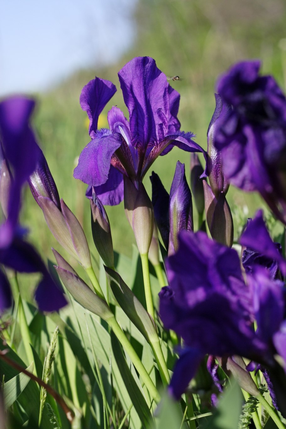 Iris aphylla