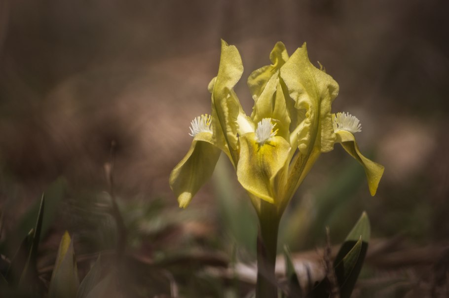 Iris aphylla l