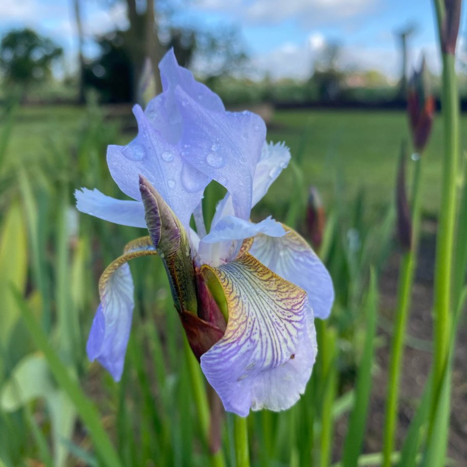 Ирис Сибирский (Iris sibirica `Barcelona`)