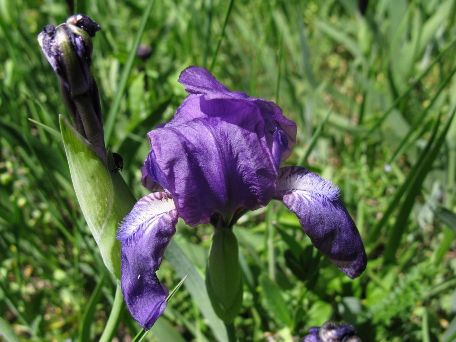 Касатик безлистный (Ирис безлистный) Iris aphylla