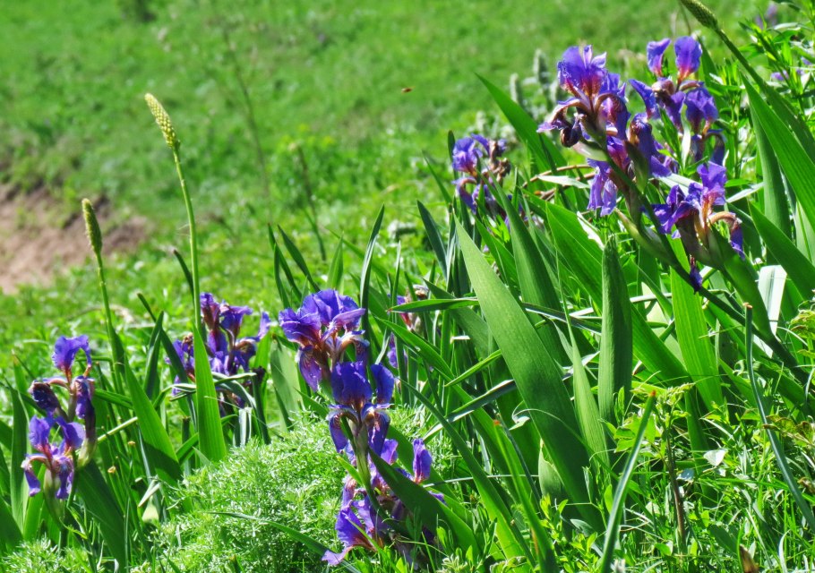 Iris pumila степь