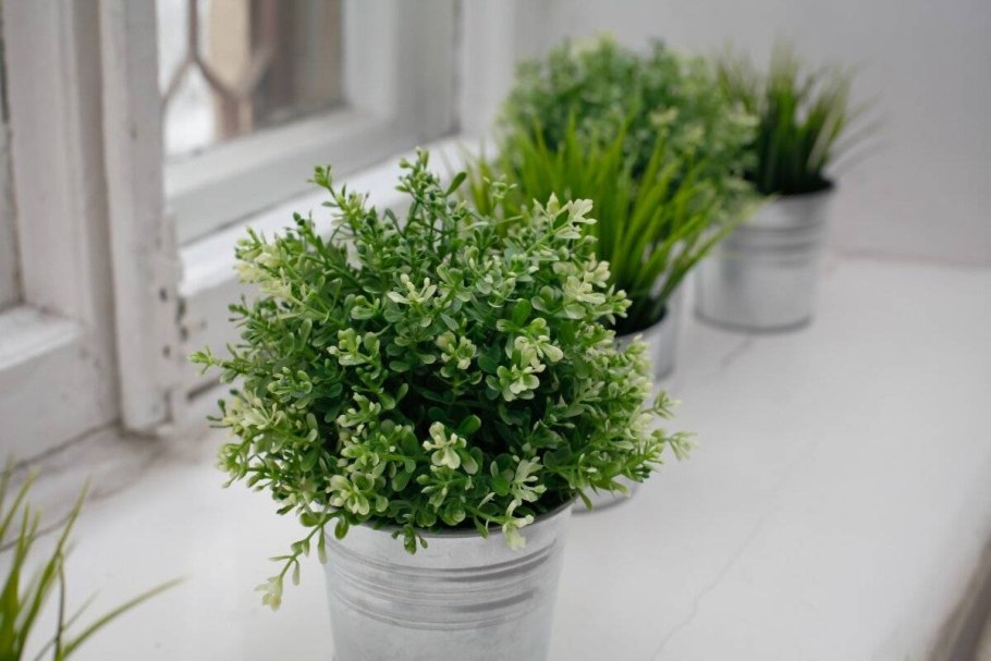 Чабрец в горшке