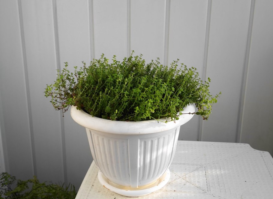 Тимьян чабрец в горшке