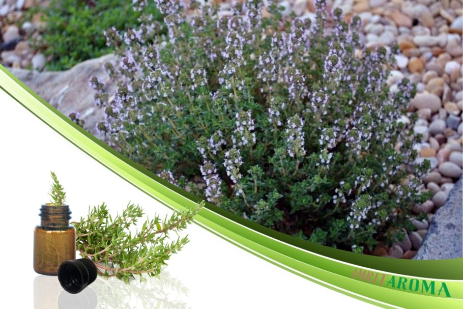 Трава тимьяна обыкновенного