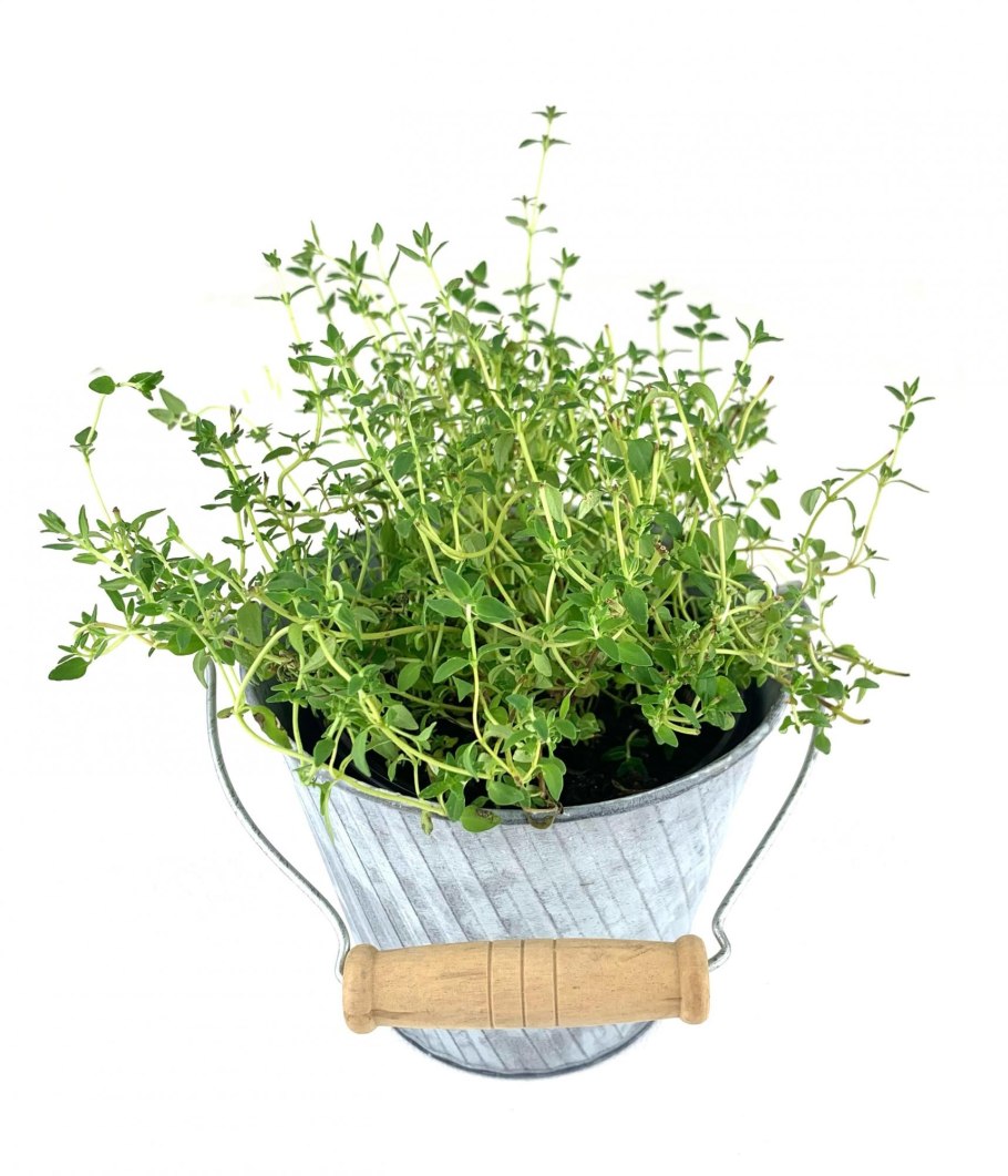 Чабер тимьян шалфей на подоконнике