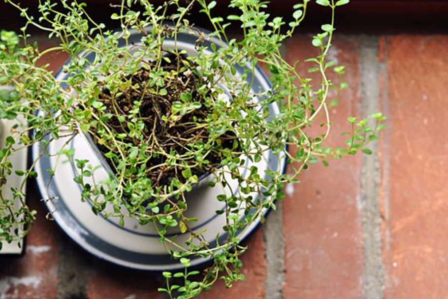 Тимьян рассада