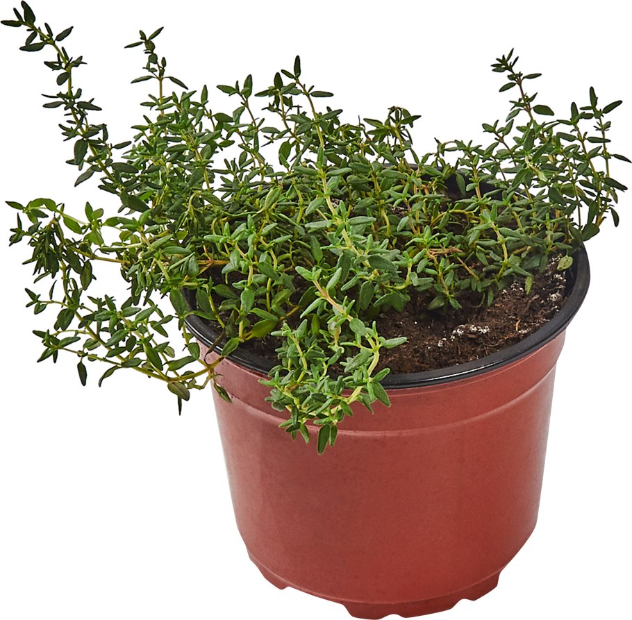 Тимьян и розмарин на грядке