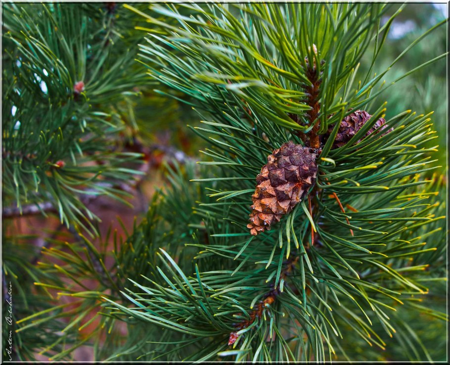 Pinus mugo Frisby