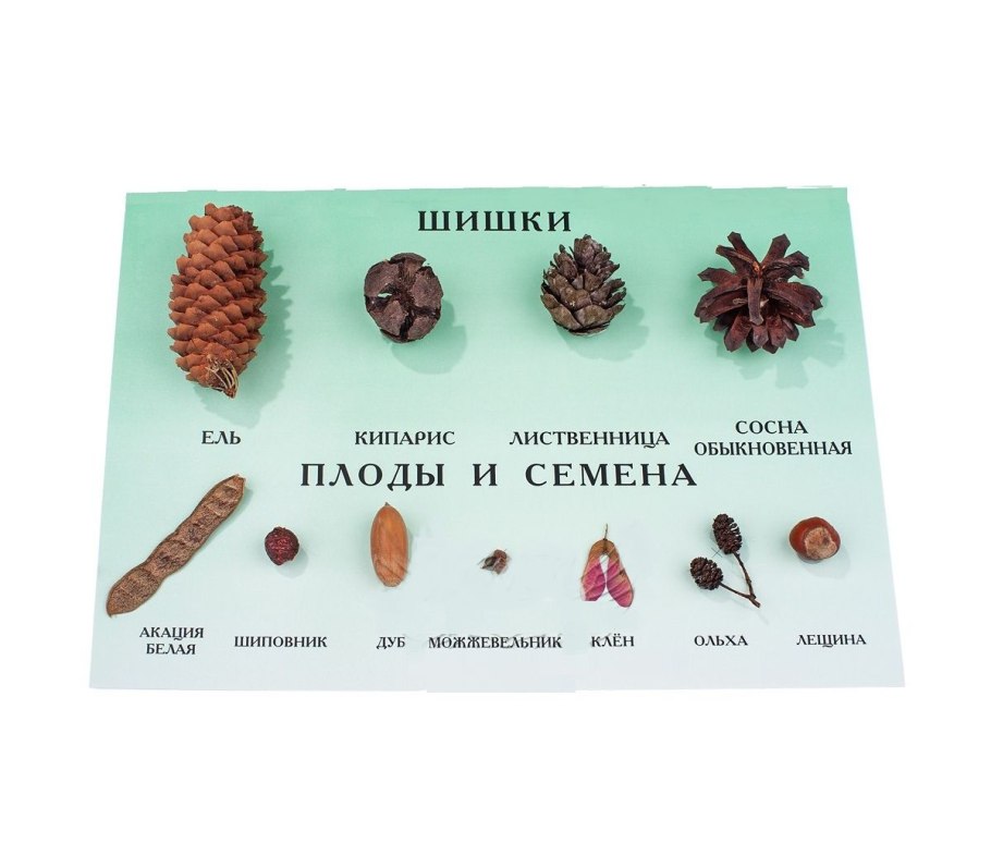 Корневая система сосны и ели