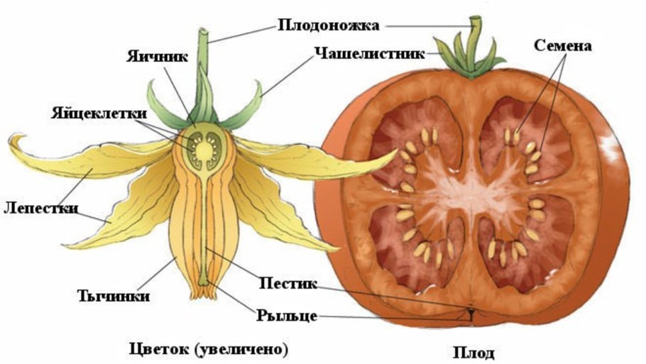 Строение плодов томата