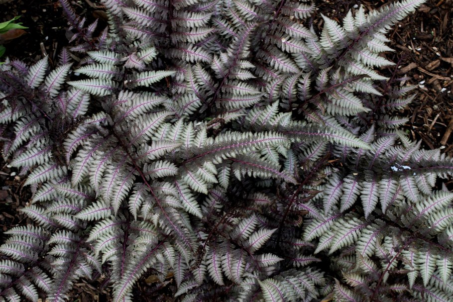 Папоротник Многорядник (Polystichum)