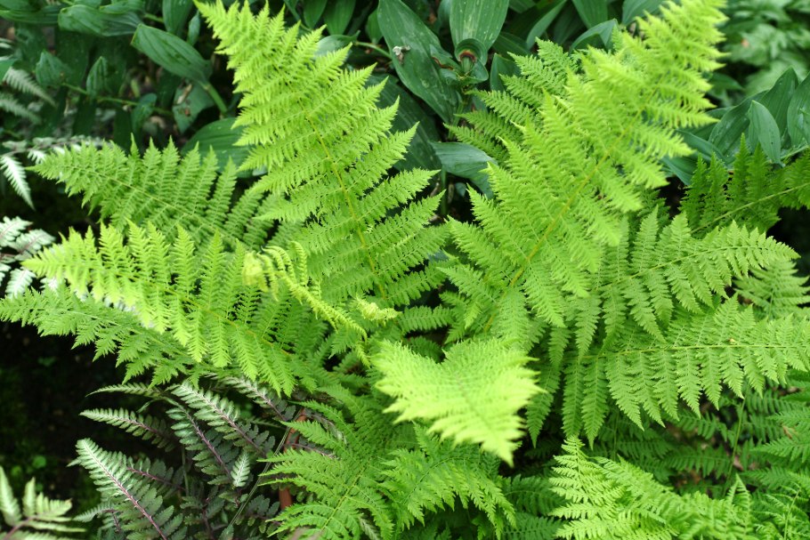Папоротник Athyrium