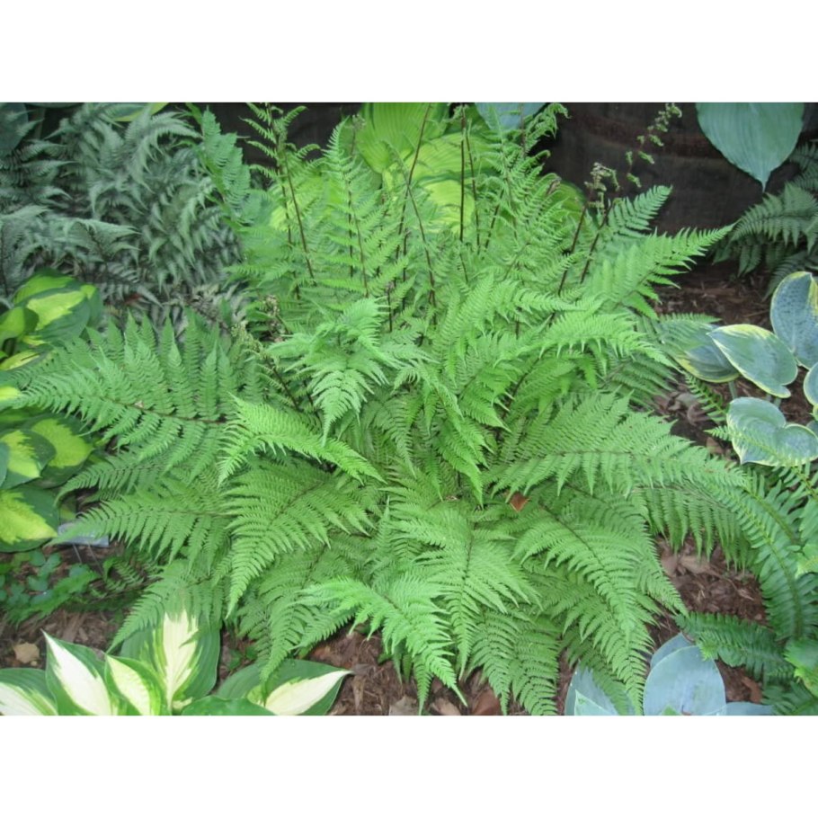 Кочедыжник Красночерешковый Athyrium rubripes