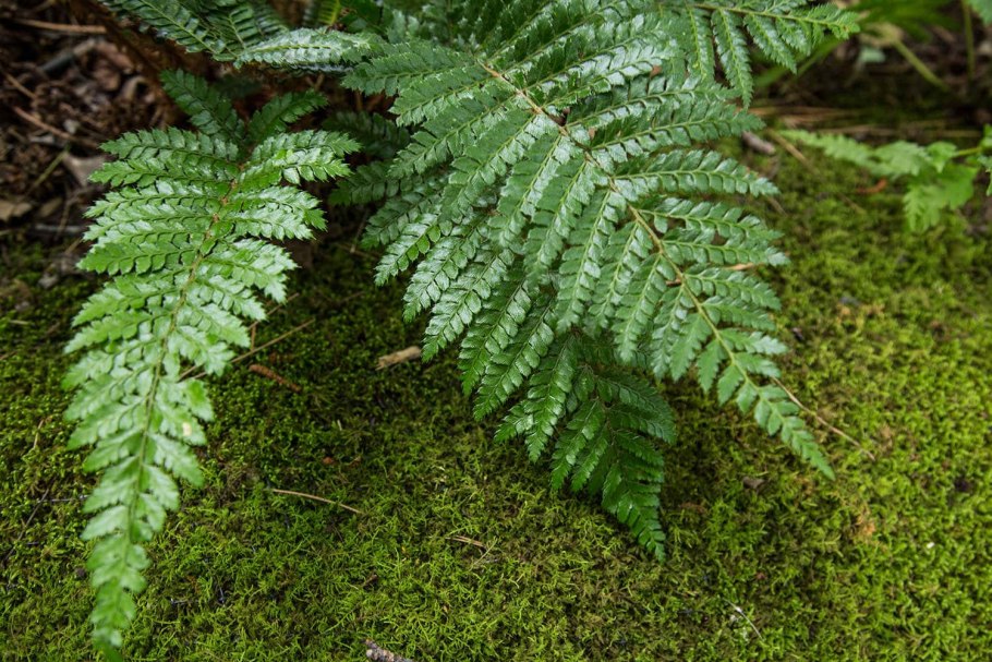 Кочедыжник обыкновенный