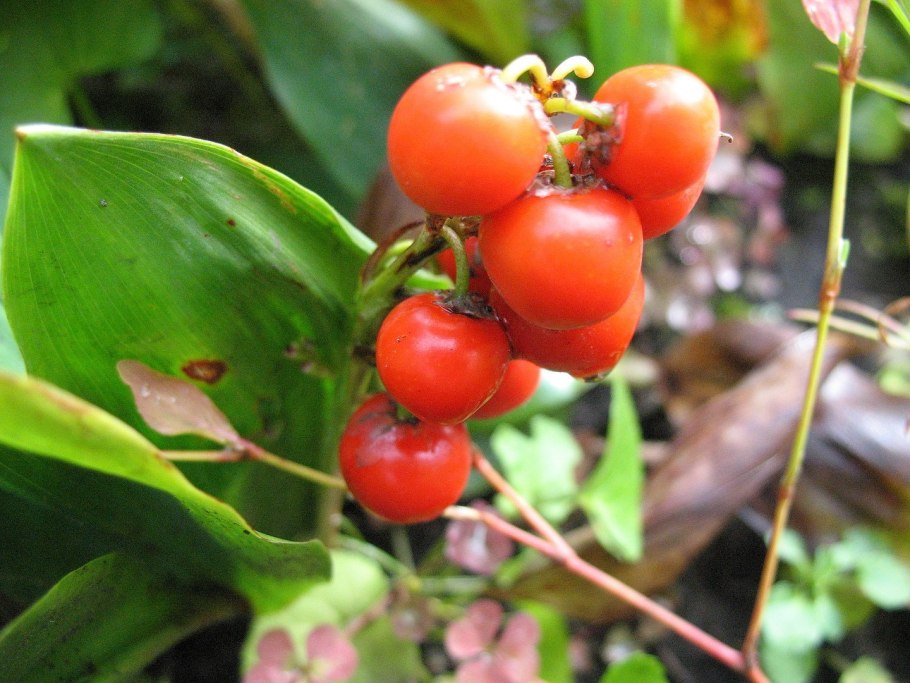 Лилейные масличные