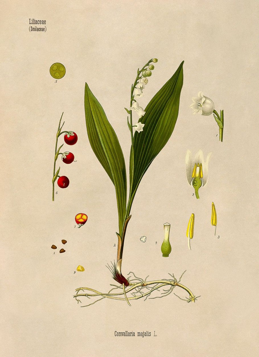 Плоды лилейных и злаковых