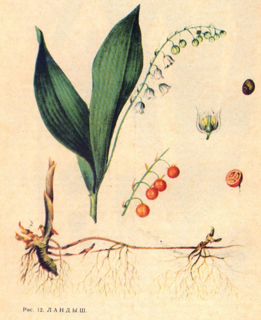 Лилия луковиценосная строение