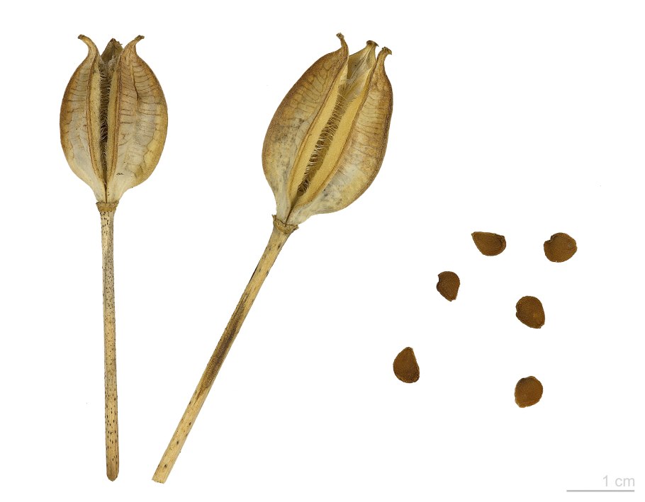 Семейство Осоковые формула