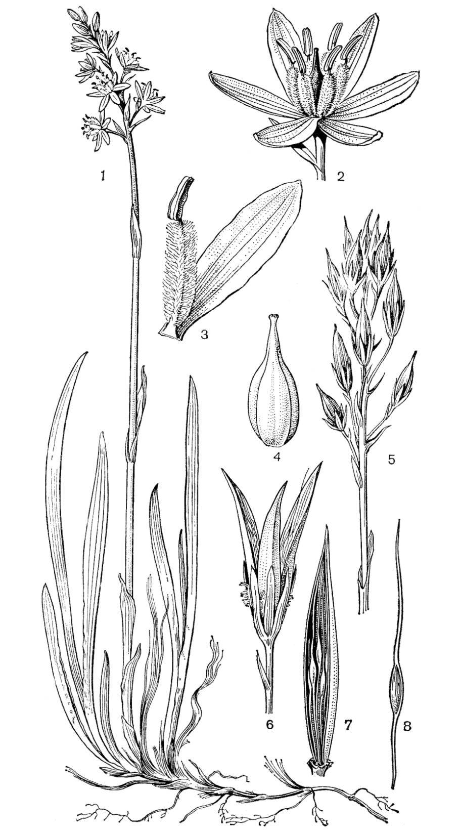 Цветы рода амариллисовых