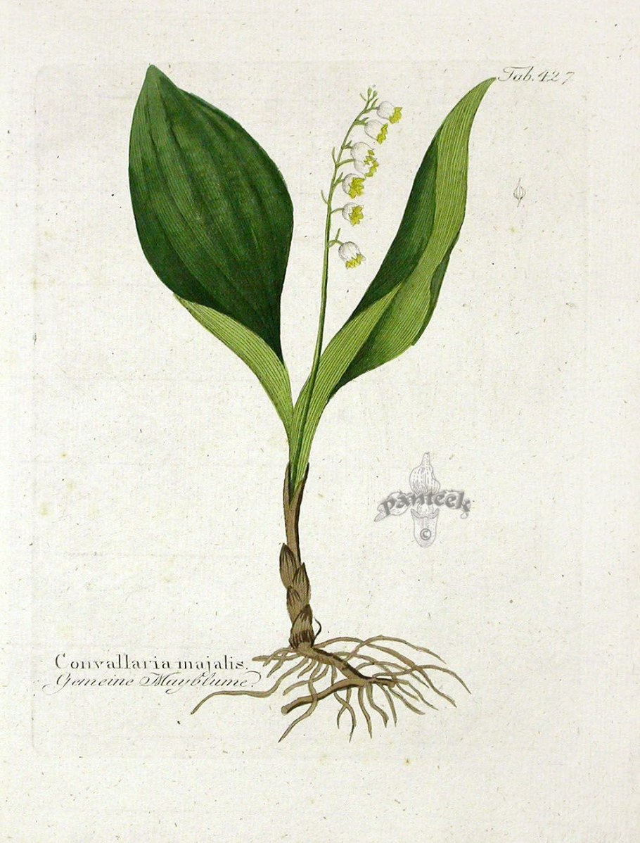 Однодольные растения фото