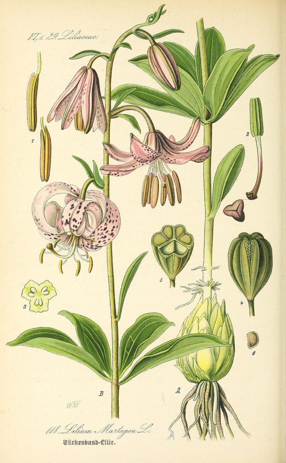 Ландыш Майский гербарий